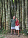 Big bamboo